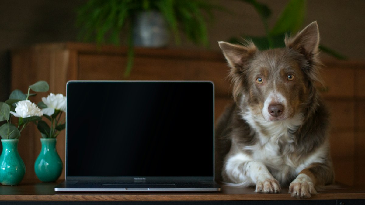 A dog sitting next to an open laptop